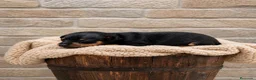 Ratón de Praga perros en venta: Raton de Praga - Anuncio 1