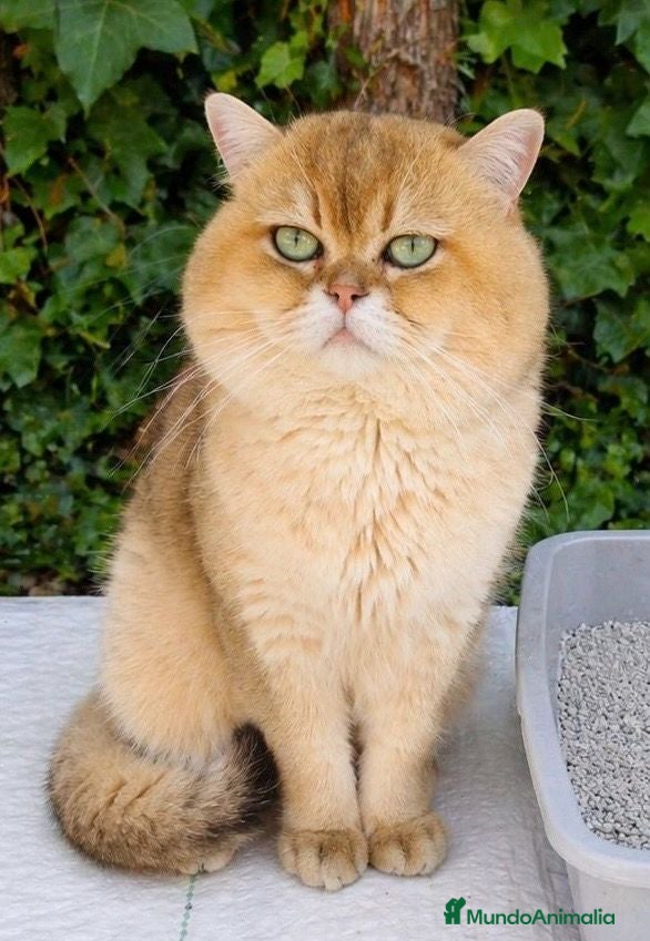 Británico de Pelo Corto gatos MONTA DE BRITISH SHORTAIR - Anuncio 1