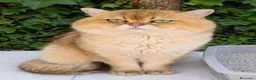 Británico de Pelo Corto gatos para monta: MONTA DE BRITISH SHORTAIR en Madrid - Anuncio 1