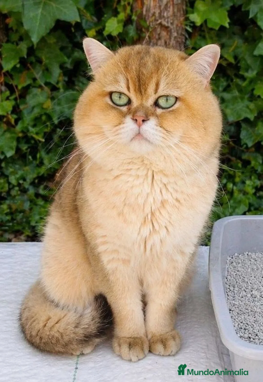 Británico de Pelo Corto gatos para monta: MONTA DE BRITISH SHORTAIR en Madrid - Anuncio 1