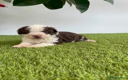 Perro de Agua Español perros en venta: PERRO DE AGUA ESPAÑOL MACHO - Imagen 13