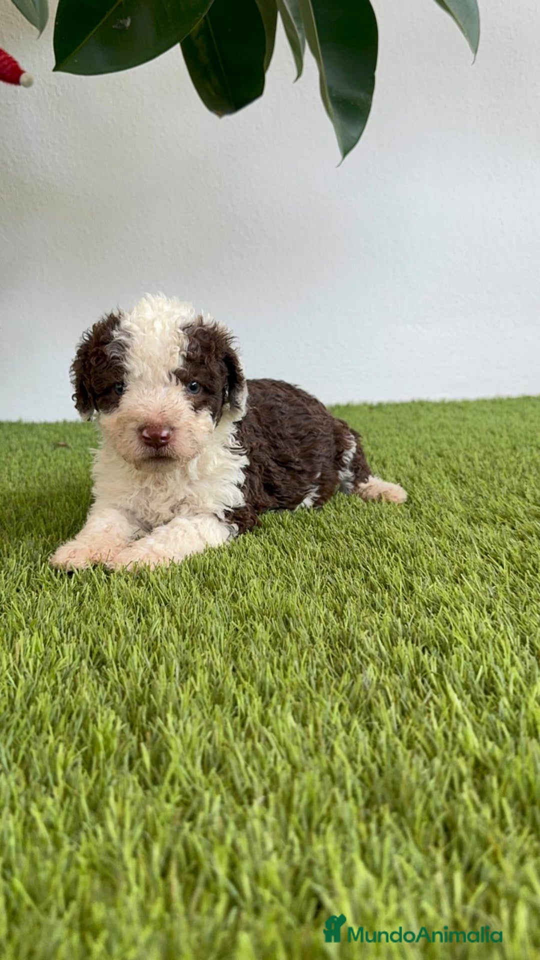 Perro de Agua Español perros en venta: PERRO DE AGUA ESPAÑOL MACHO - Imagen 13
