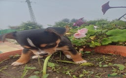 Chihuahua perros en venta: Chihuahua macho  - Anuncio 4