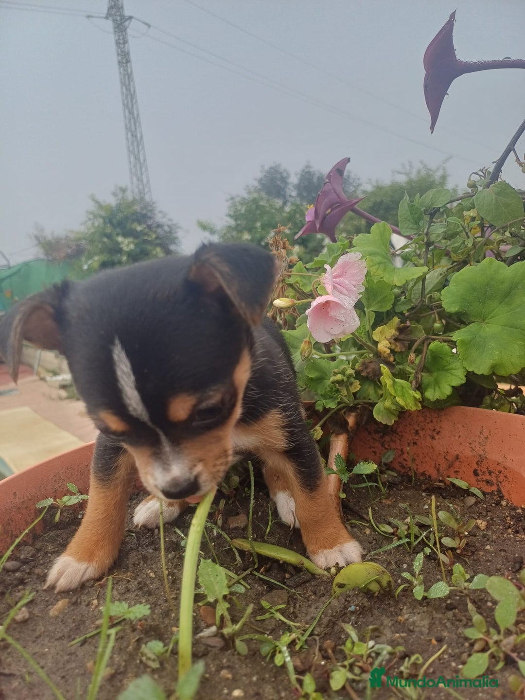 Chihuahua perros en venta: Chihuahua macho  - Anuncio 4
