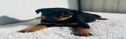 Rottweiler perros en venta: Rottweiler De calidad  - Anuncio 1