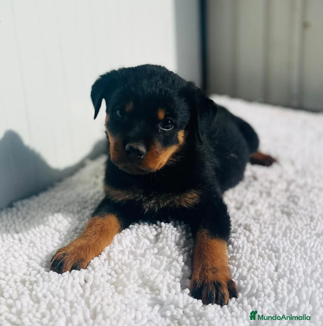 Rottweiler perros en venta: Rottweiler De calidad  - Anuncio 1