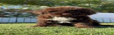 Perro de Agua Español 2