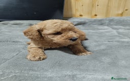 Caniche Toy perros en venta: Caniches toy en Málaga - Imagen 1