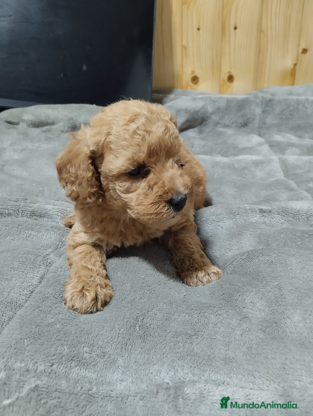Caniche Toy perros en venta: Caniches toy en Málaga - Imagen 1