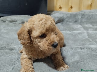 Caniche Toy perros en Málaga - Anuncio 23