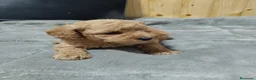 Caniche Toy perros en venta: Caniches toy en Málaga - Anuncio 1