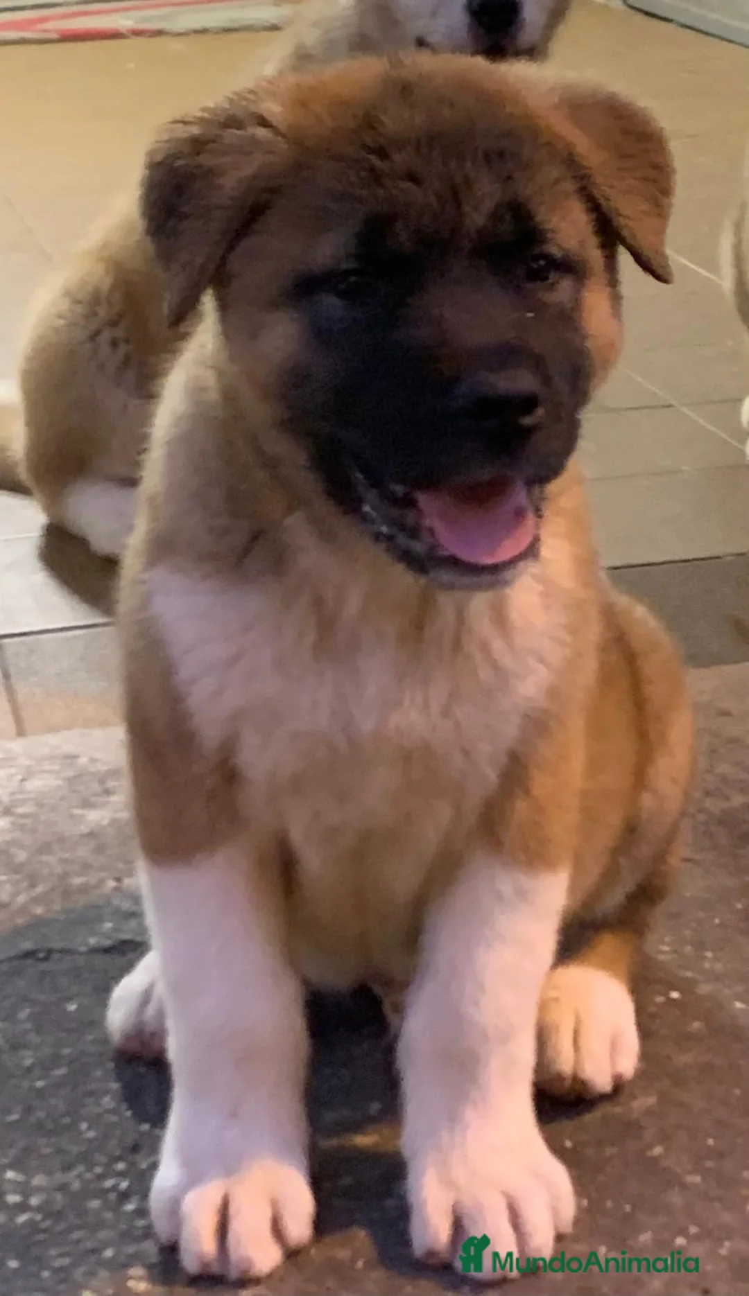 Akita Americano perros en venta: Akita Americano  - Anuncio 3