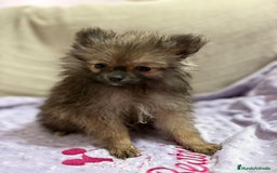 Pomerania perros en venta: Poo pomerania MICRO TOY  - Imagen 6