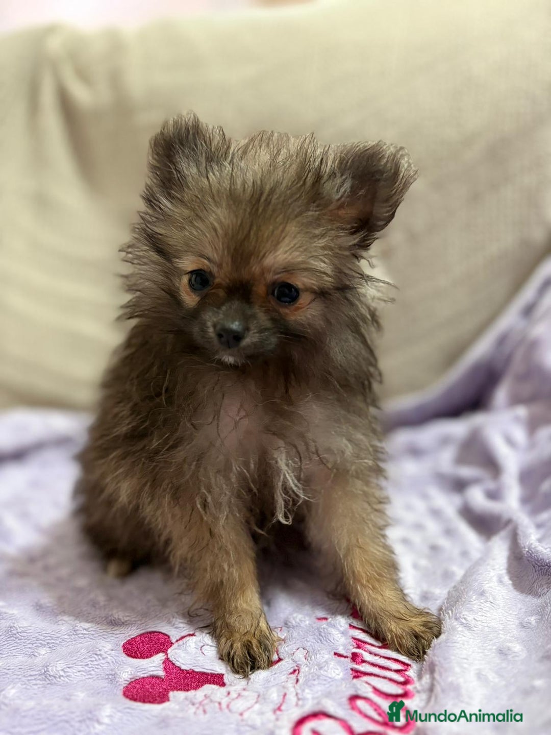 Pomerania perros en venta: Poo pomerania MICRO TOY  - Imagen 6