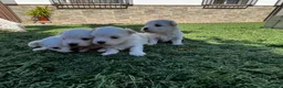 Bichón Maltés perros en venta: Bichon Maltes  - Anuncio 2