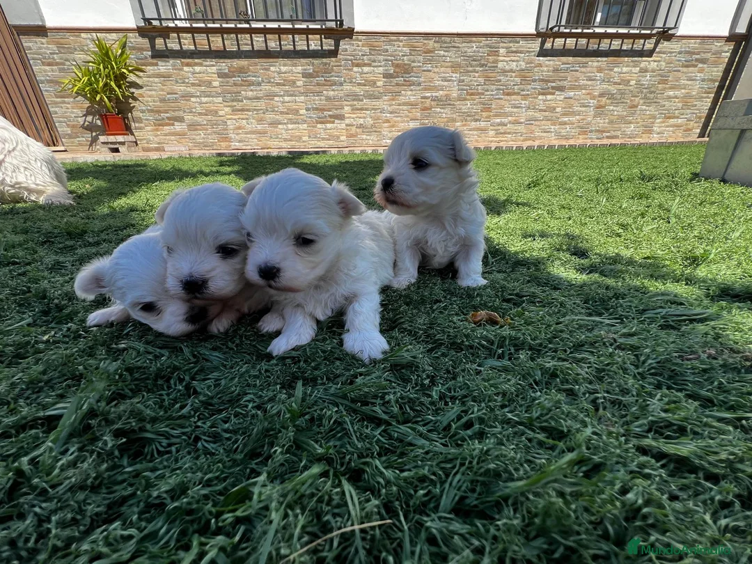 Bichón Maltés perros en venta: Bichon Maltes  - Anuncio 2
