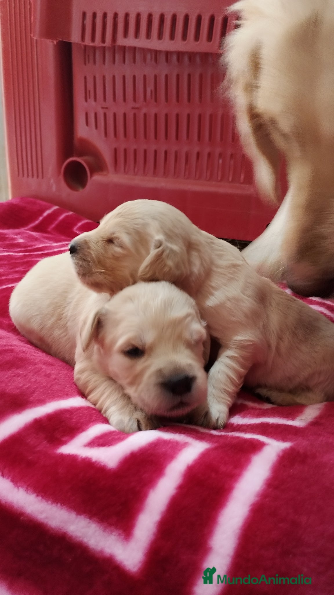 Golden Retriever perros Golden Retriever  - Anuncio 7