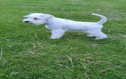 Schnauzer Miniatura perros en venta: Schnauzer Miniatura macho 5 meses - Imagen 4
