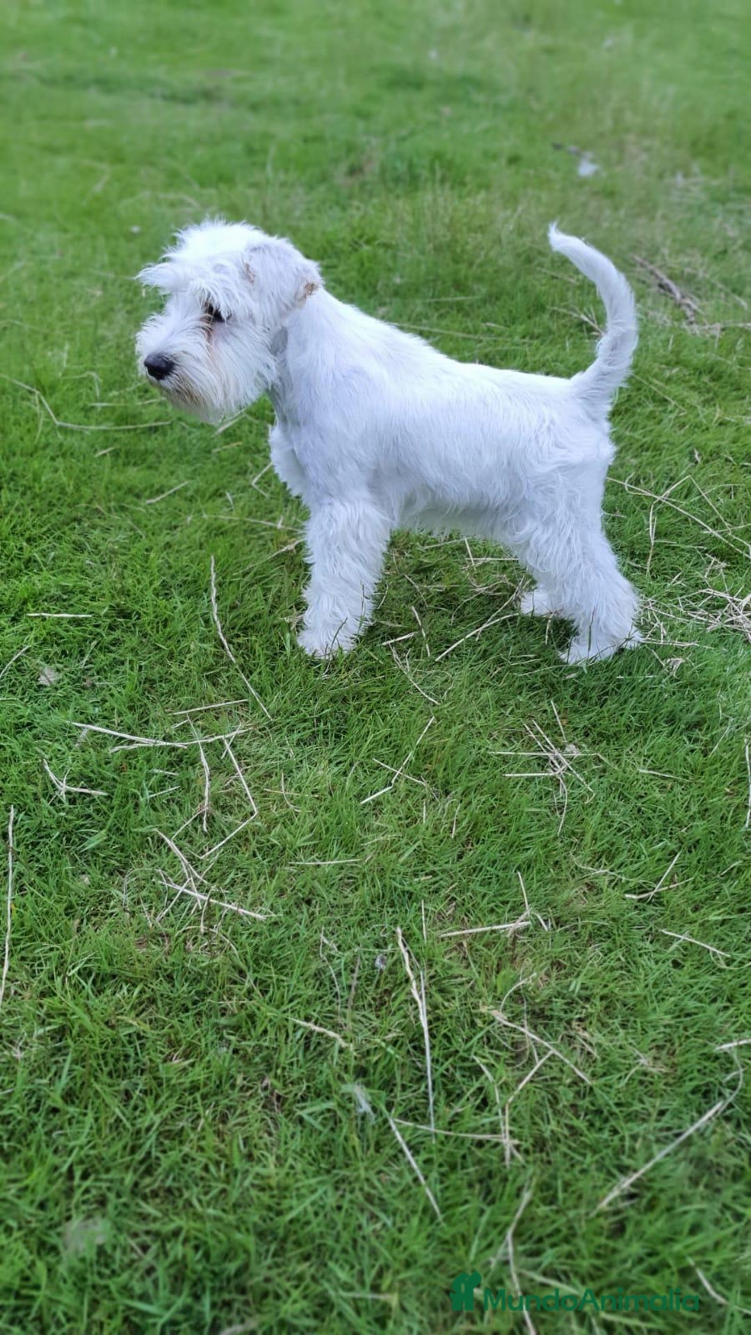 Schnauzer Miniatura perros en venta: Schnauzer Miniatura macho 5 meses - Imagen 4