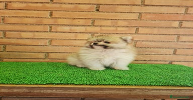 Pomerania perros - Anuncio 1