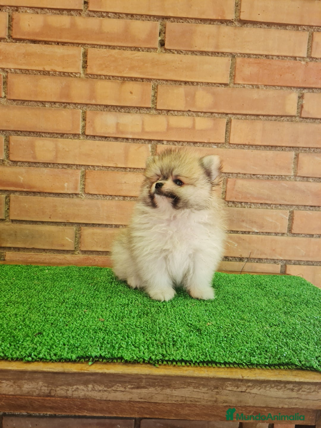Pomerania perros en venta: Pomerania toy - Imagen 11