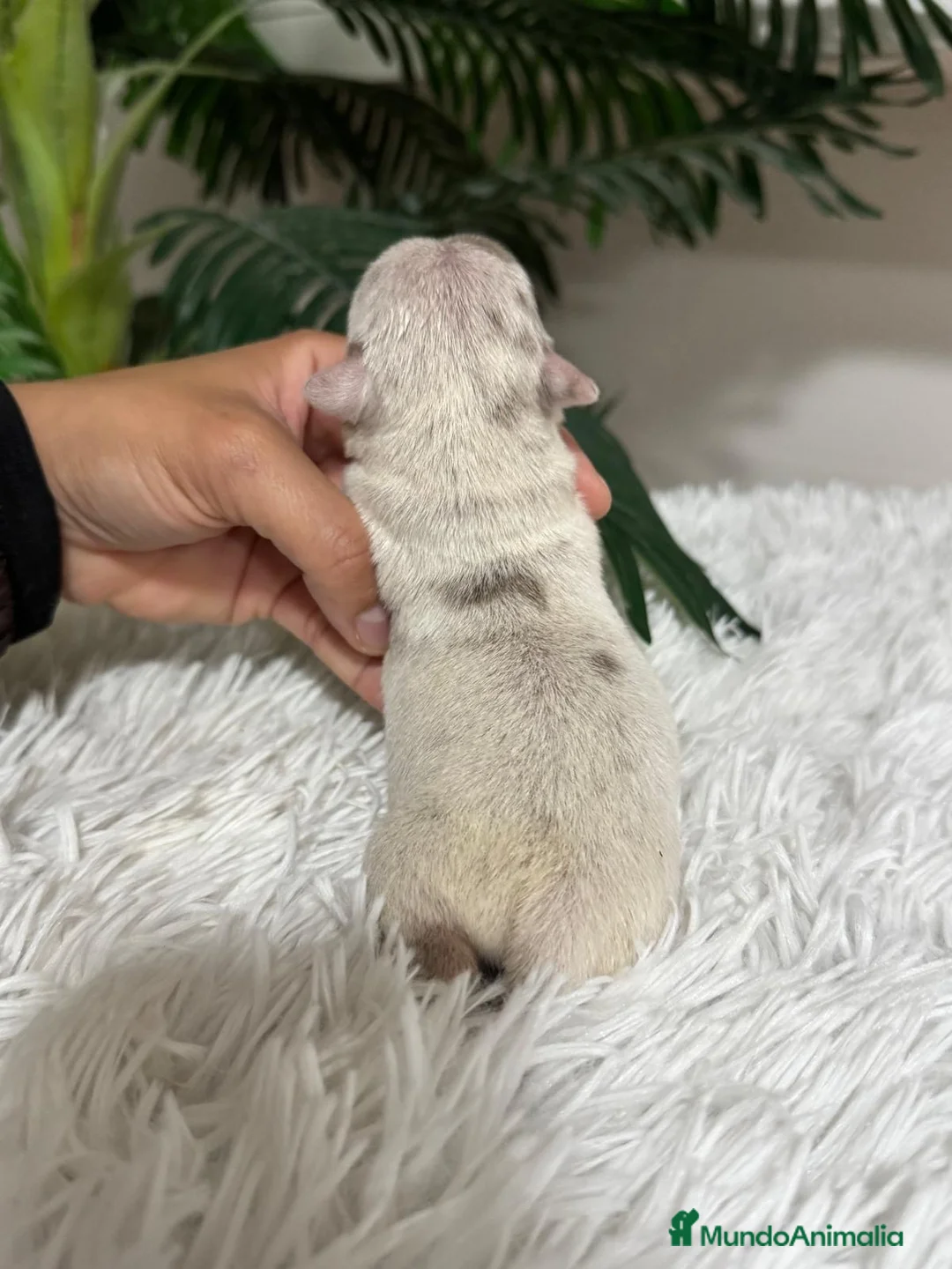 Chihuahua perros en venta: CHIHUAHUA MERLE  - Anuncio 15