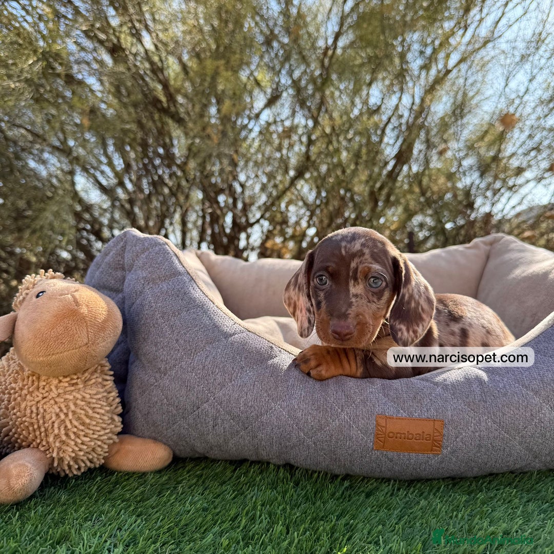 Teckel Miniatura perros en venta: CRIADERO TECKEL CHOCOLATE MERLE - Imagen 4