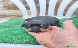 Rottweiler perros en venta: Camada de Rottwailer en Toledo - Anuncio 1