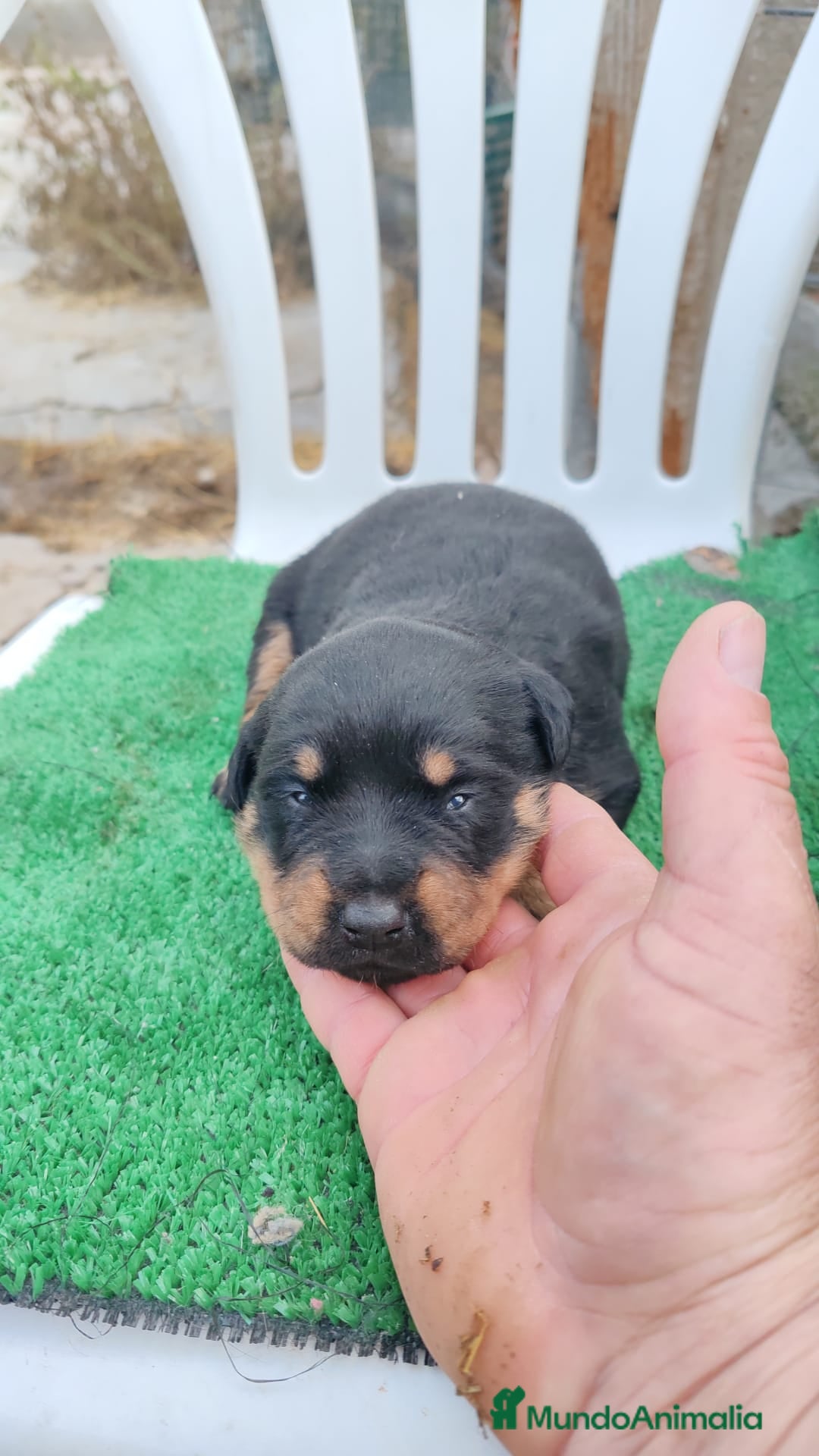 Rottweiler perros en venta: Camada de Rottwailer en Toledo - Anuncio 1