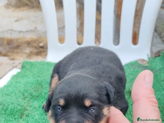 Rottweiler perros Camada de Rottwailer en Toledo - Anuncio 1