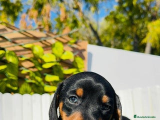 Teckel Miniatura perros TECKEL MINIATURA - Anuncio 3