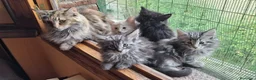 Bosque de Noruega gatos en venta: Crema silver macho - Anuncio 3