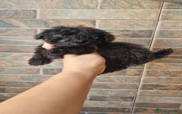 Caniche Toy perros en venta: HEMBRA CANICHE TOY - Imagen 2