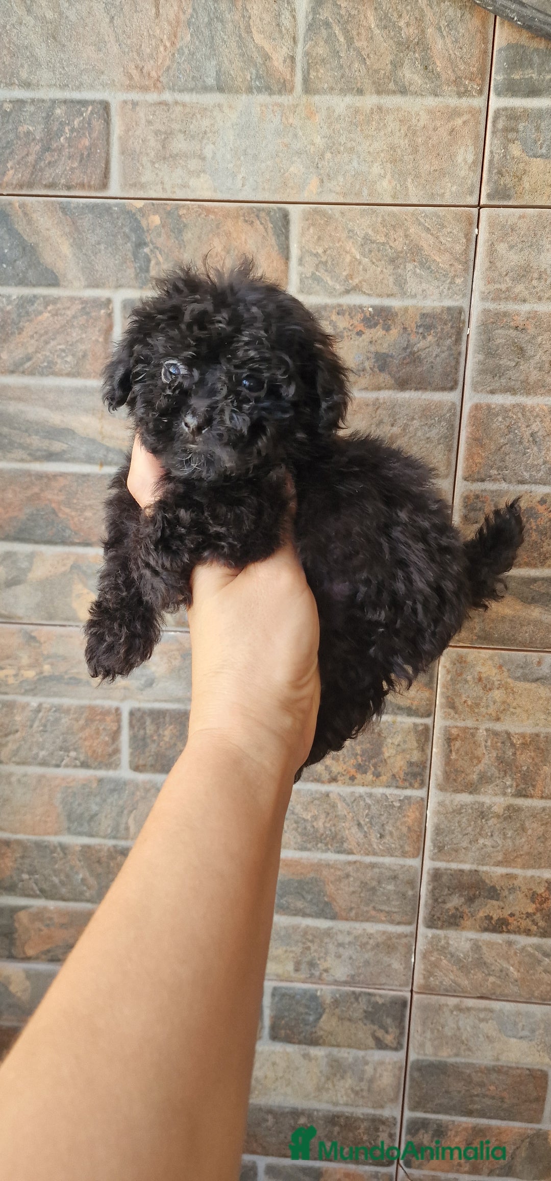 Caniche Toy perros en venta: HEMBRA CANICHE TOY - Imagen 2