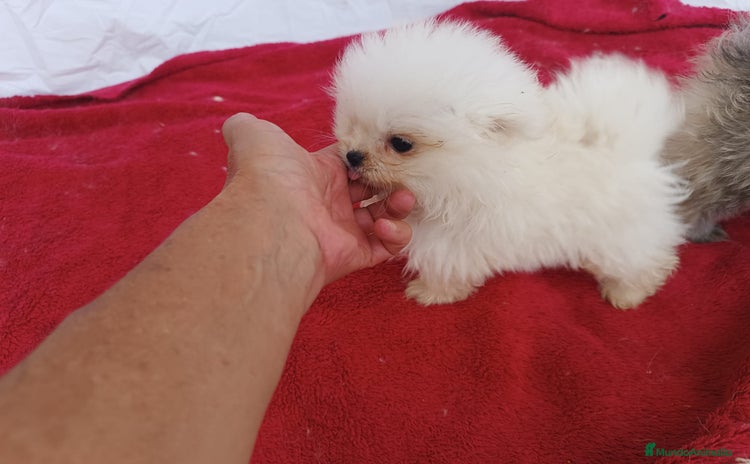 Pomerania perros - Anuncio 1