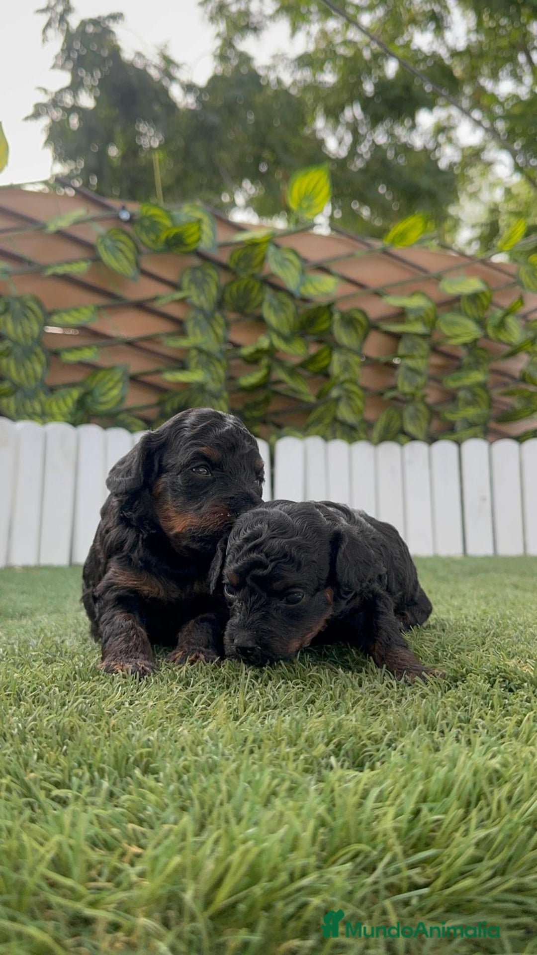 Caniche Toy perros en venta: CANICHE TOY HEMBRA COLOR NEGRO PHANTOM - Imagen 19