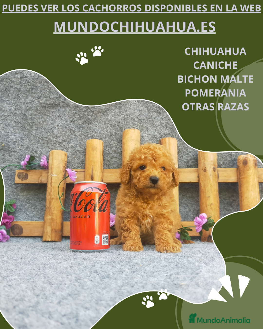 Caniche Toy Cachorro 12