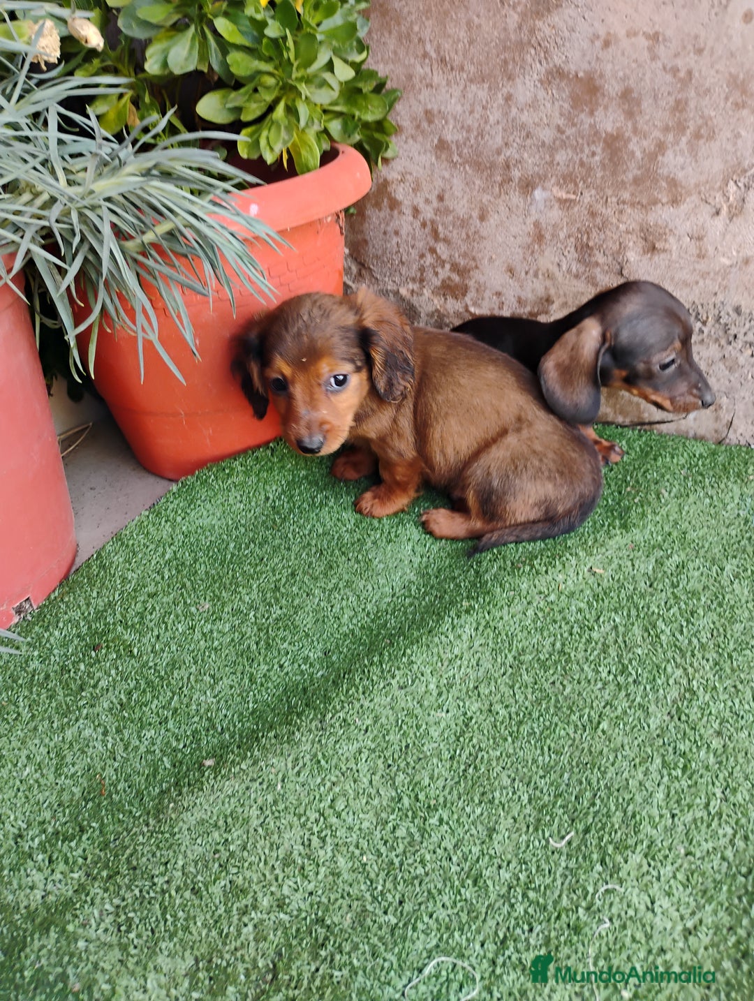 Teckel perros en venta: Machitos teckel miniatura  - Anuncio 3