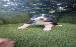 Border Collie perros en venta: border collie blue merle y blancos y negros  - Anuncio 18