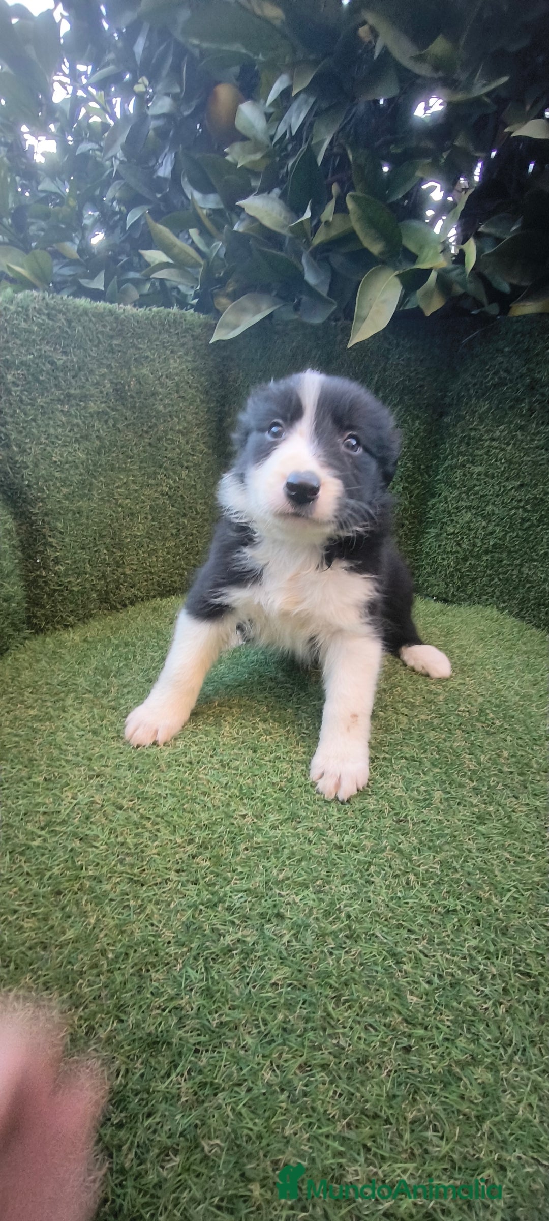 Border Collie perros en venta: border collie blue merle y blancos y negros  - Anuncio 18