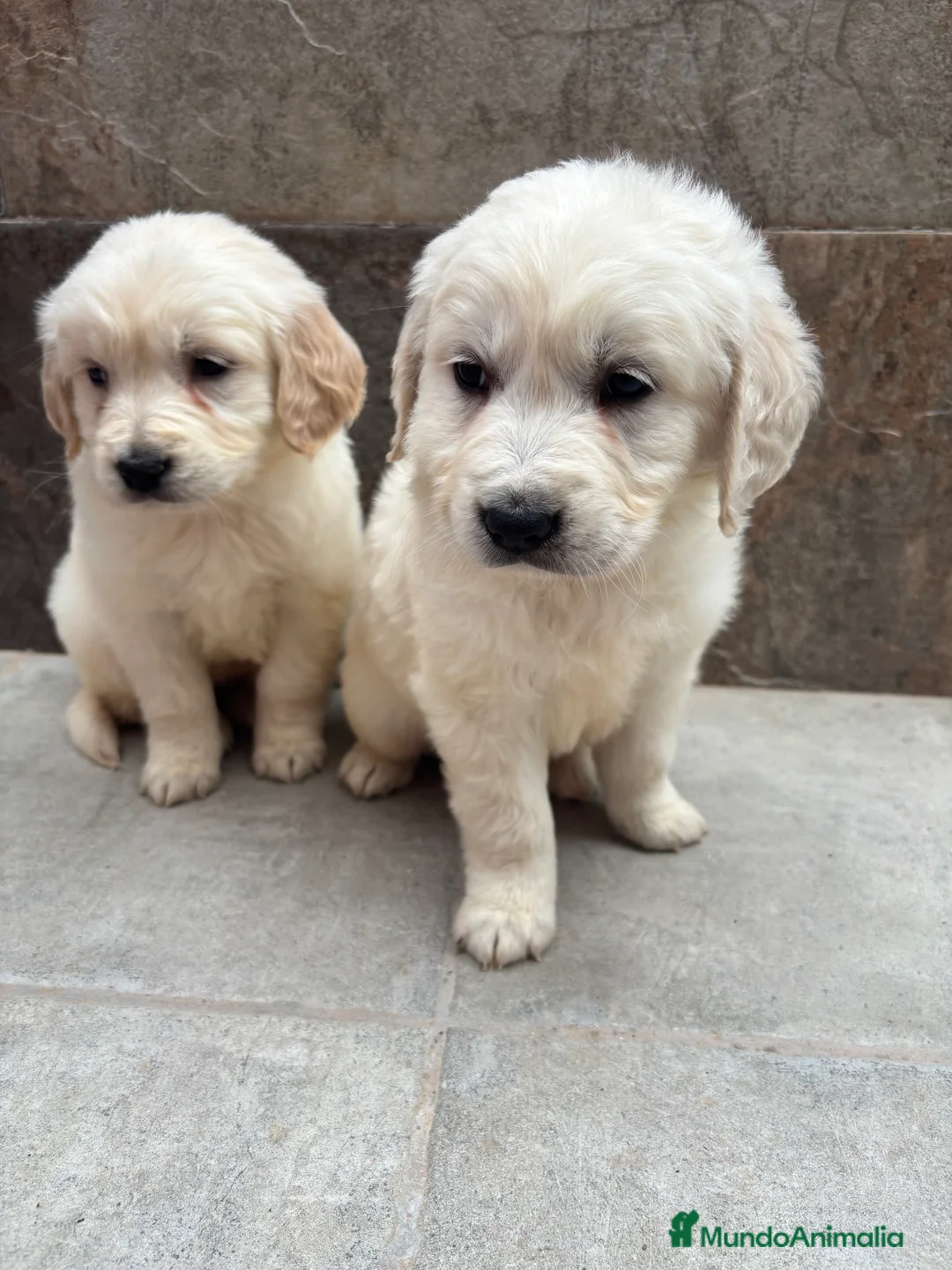 Golden Retriever perros en venta: Disponible último macho de golden en Málaga - Anuncio 1