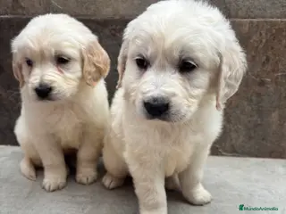 Golden Retriever perros Disponible último macho de golden en Málaga - Anuncio 4