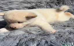 Shiba Inu perros en venta: Shiba inu blanco  - Imagen 4
