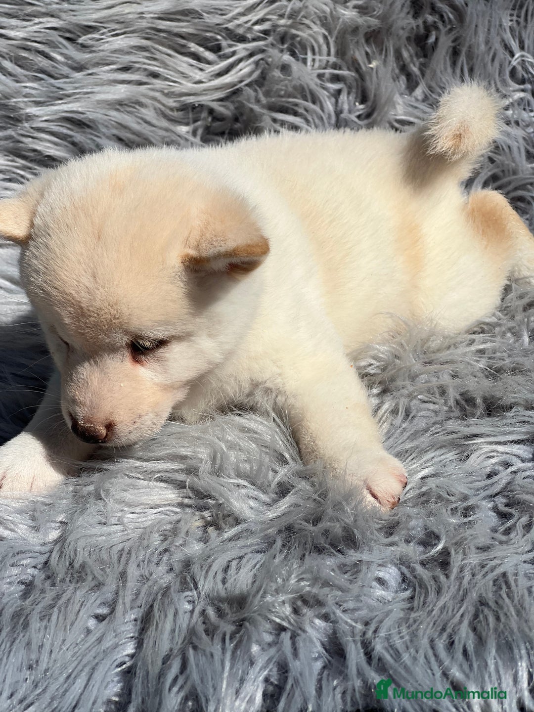 Shiba Inu perros en venta: Shiba inu blanco  - Imagen 4