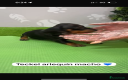 Teckel Miniatura perros en venta: Teckel kanintchen macho arlequin - Imagen 5