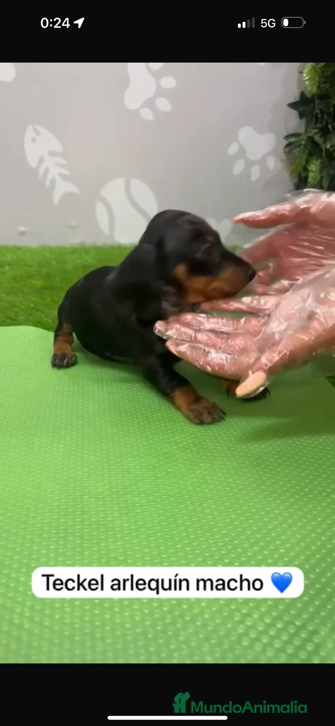 Teckel Miniatura perros en venta: Teckel kanintchen macho arlequin - Anuncio 5