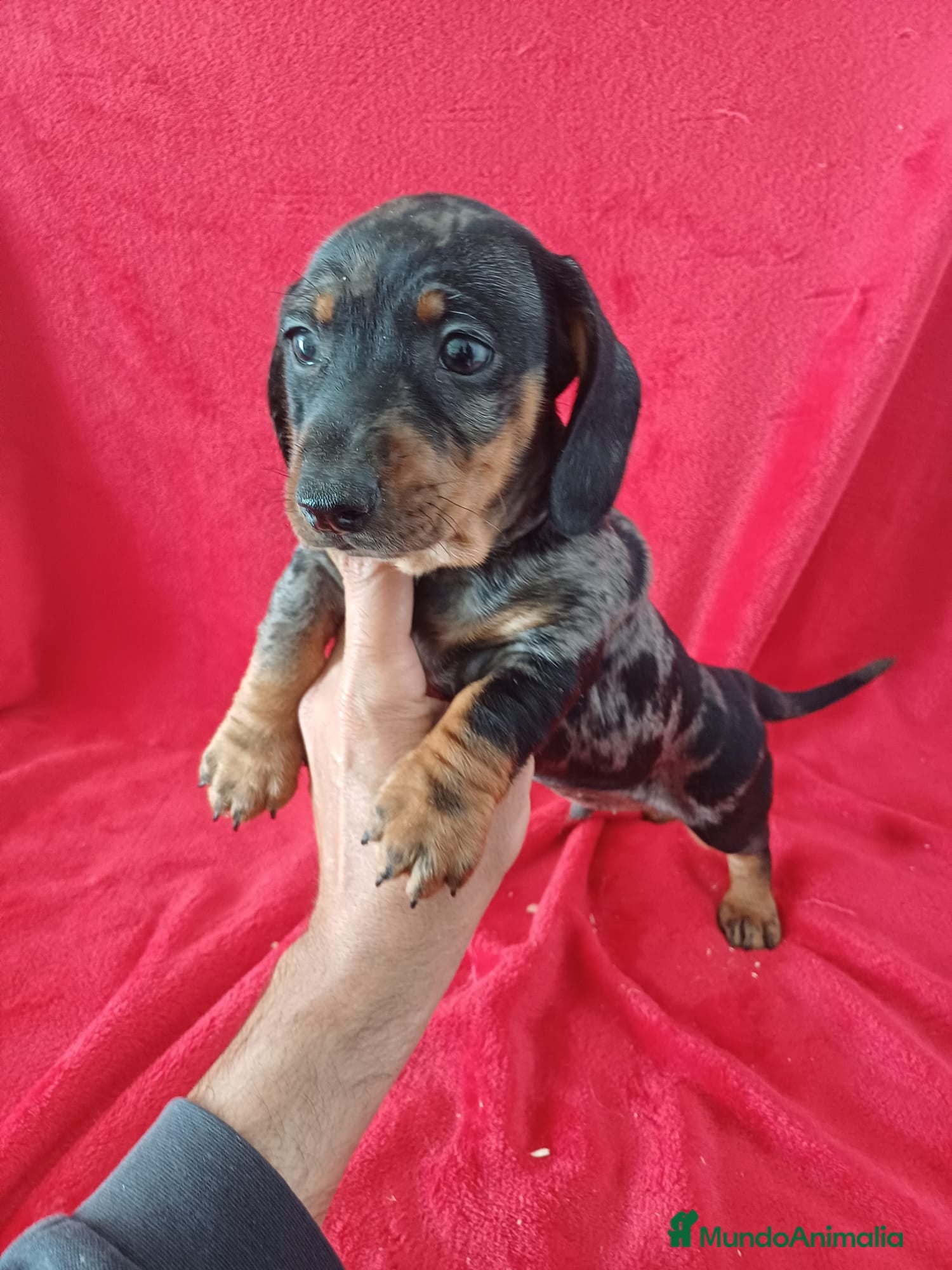 Teckel Miniatura perros Teckel Miniatura Arlequin  - Anuncio 16