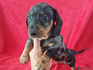 Teckel Miniatura perros Teckel Miniatura Arlequin - Anuncio 16