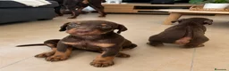 Dobermann perros en venta: Cachorros doberman chocolate - Anuncio 3