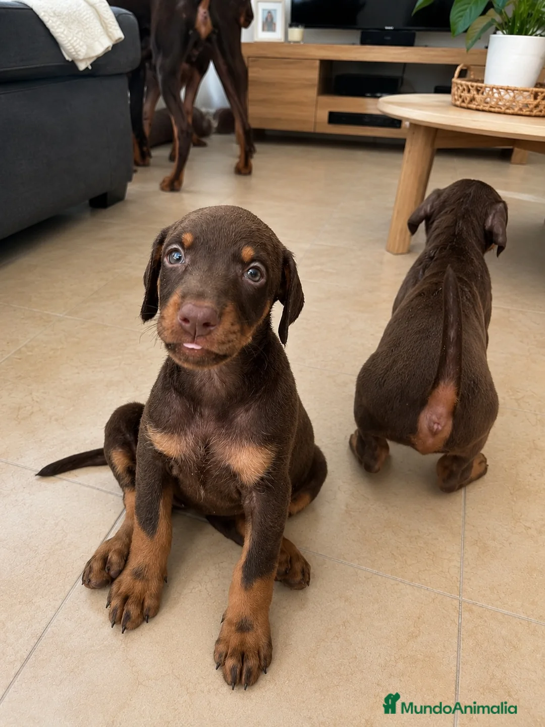 Dobermann perros en venta: Cachorros doberman chocolate - Anuncio 3